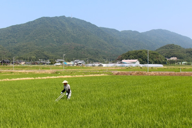 新潟県弥彦村は米と神社が魅力！ふるさと納税の気になる返礼品を紹介