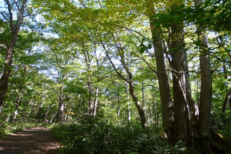 野幌森林公園