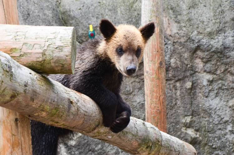 のぼりべつクマ牧場