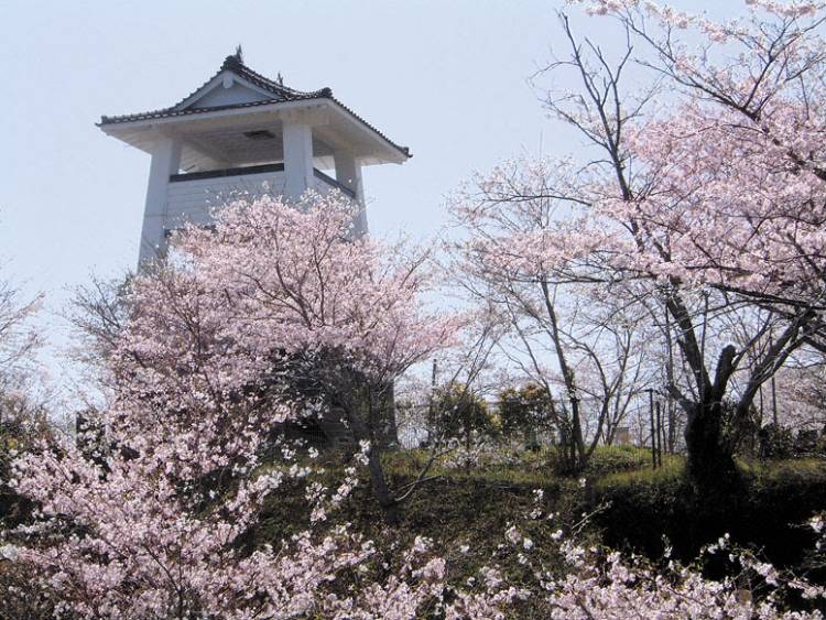 松山城址の桜
