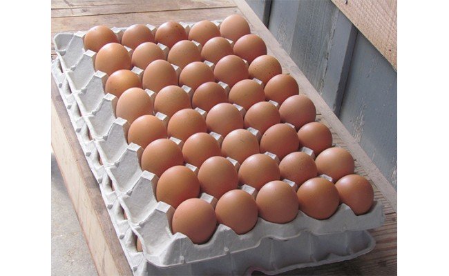 さしみ卵