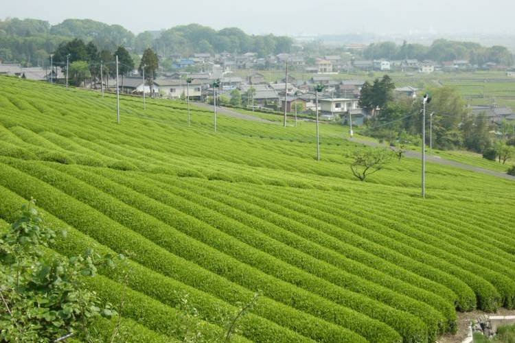岐阜県池田町は緑豊かなお茶の町！貴重で美味しい返礼品を紹介