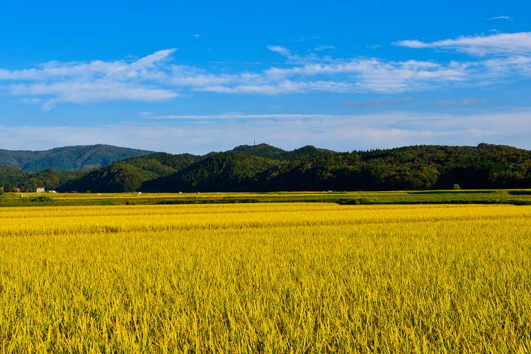 山形県新庄市のふるさと納税を紹介！ご飯にピッタリの返礼品が充実