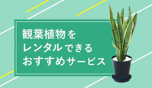 観葉植物をレンタルできるサービスは？個人向けに格安料金でお試ししよう