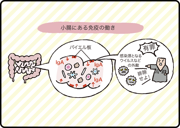 小腸にある免疫の働き
