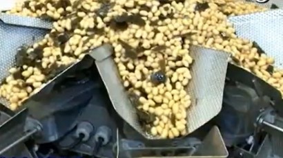工場で加工中の煮豆