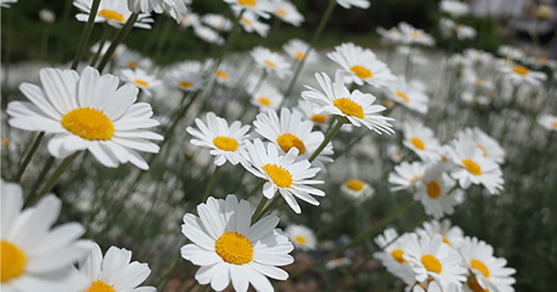 除虫菊