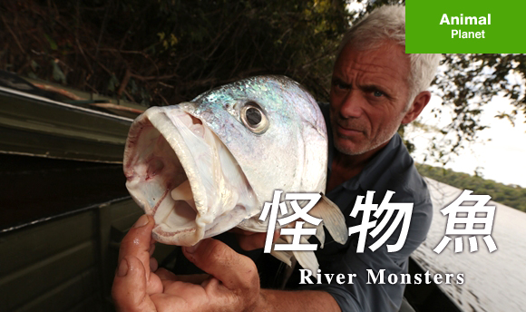 怪物魚を追え