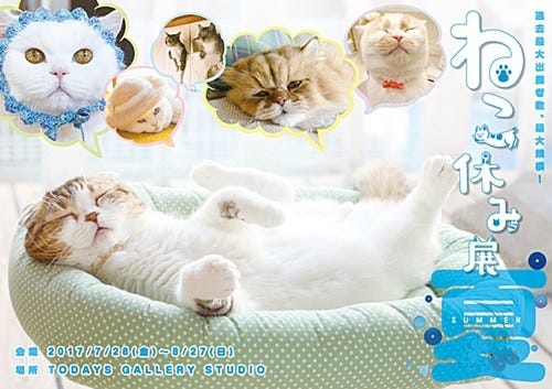 過去最大! 夏の本祭「ねこ休み展」にスター猫たちが大集結--新潟開催も決定