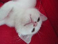愛くるしい眼差しが印象的な白猫が大賞 -猫会くつろぎフォトコンテスト
