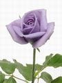 サントリー、青いバラ「SUNTORY blue rose APPLAUSE」を発売