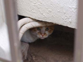 狭い場所に収まっている愛猫の面白い写真を募集 -SNS猫会フォトコンテスト