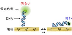 富士通研ら、DNAでたんぱく質の高速検出を実現したバイオセンサ技術を開発