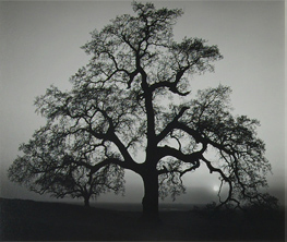 20世紀白黒写真の巨匠アンセル・アダムスの作品展示-FUJIFILM SQUAREにて