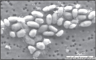 NASA、リンの代わりにヒ素を活用して生命活動を維持できる細菌を発見