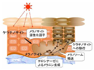 東北大とコーセー、美白に向けた新たなアプローチ手法を開発