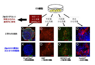 理研、ES細胞から神経細胞へ分化開始させるスイッチ因子を解明