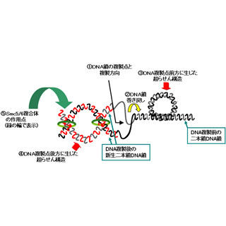 東大ら、DNAの複製が染色体の大きさに依存した方法で行われていること解明