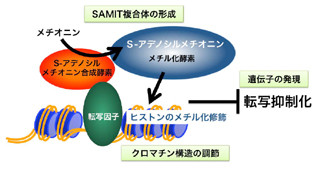 東北大ら、細胞記憶形成に寄与する新たな酵素複合体を発見