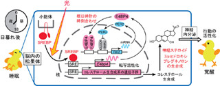 東大ら、光による概日時計の時刻合わせと目覚ましの仕組みを解明