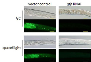 東北大ら、線虫を活用して宇宙環境におけるRNAi効果を確認