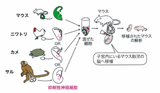 慶応大、大脳新皮質を哺乳類が進化の過程で獲得した仕組みの一端を解明