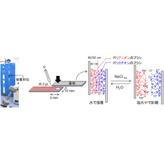 九大ら、ブラシ状高分子を用いる接着技術の自在制御に成功