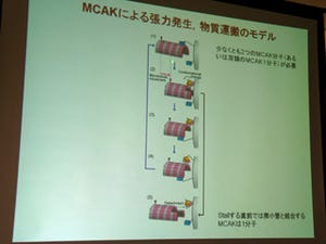 早大、微小管脱重合因子の「MCAK」が分子モーターであることを発見