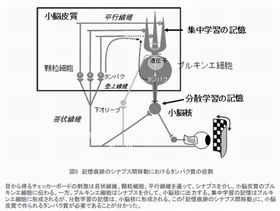 一夜漬けより休憩を取りながらの学習のほうが効果的 - 理研