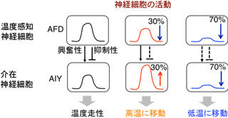 名大ら、神経ネットワークにおける情報伝達の新しい概念を発見