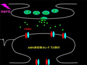 横浜市大、トラウマ形成の分子細胞原理を解明 - PTSDなどの治療に期待