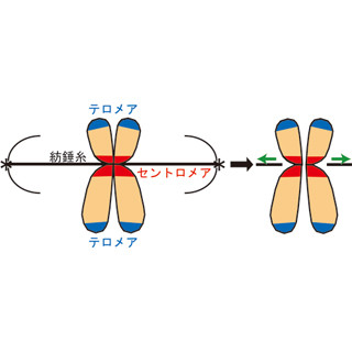 早大、ヒト染色体の中心領域の立体構造を解明 - 遺伝病やがん化解明に期待