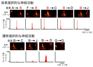 京大、鳥類の文法情報を司る神経細胞を同定 - ヒトの脳の働きの解明に期待