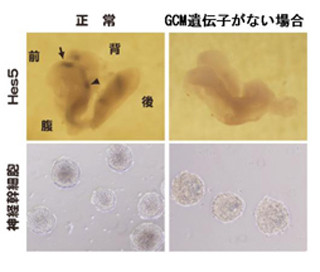 NIPS、幹細胞の作製メカニズムの一端を解明 - あらゆる脳細胞の作製に期待