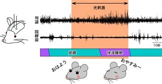 NIPS、光スイッチを用いてマウスのノンレム睡眠誘導に成功