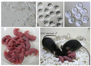 京大、体外培養による始原生殖細胞から健常なマウスを生み出すことに成功