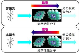 東大、有機化合物で磁気キラル二色性の観測に成功