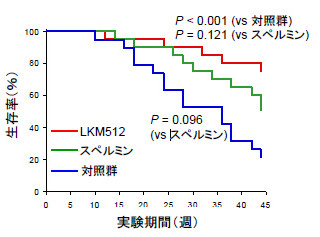 協同乳業など、ビフィズス菌「LKM512」の摂取で寿命伸長効果を確認