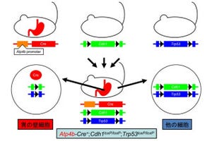 東京医科歯科大、遺伝子改変で世界初のスキルス胃がん実験用マウスを作成