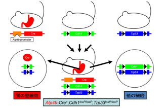 東京医科歯科大、遺伝子改変で世界初のスキルス胃がん実験用マウスを作成