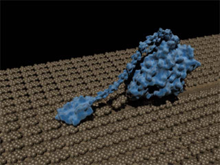 分子スケールの物質でも渋滞は発生する - 金沢大などが酵素で確認