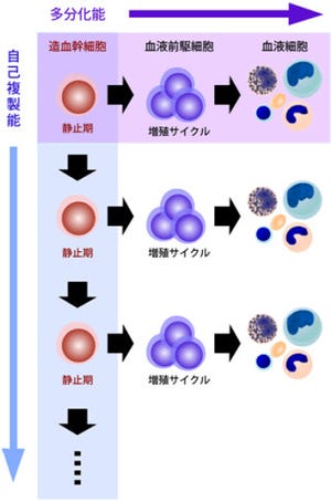 九大、細胞分裂の調節たんぱく質が造血幹細胞の維持にも重要であると発表