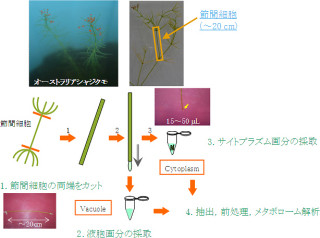 理研、20cmの巨大単一細胞を解析して代謝物の局在・移動を確認したと発表