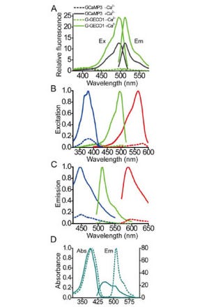 北大などは9日、青、赤、緑とそろった蛍光性Ca2+センサタンパク質を開発