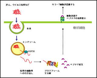 理研など、キラーT細胞の活性化に分子シャペロン「Hsp90」が必須と解明