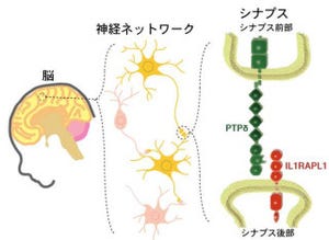 東大、膜タンパク質「IL1RAPL1」が脳神経ネットワーク形成に重要と確認