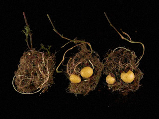 NAIST、花咲かホルモン「フロリゲン」がジャガイモのイモも生育すると発表