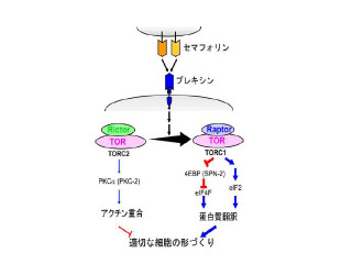 名大、タンパク質「セマフォリン」が細胞骨格の調節などを行うと解明