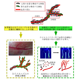 東北大、動脈硬化性疾患の治療に向けた血管新生の誘導メカニズムを発見