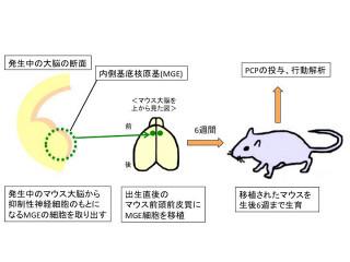 慶応大など、薬剤誘発性の認知機能障害を予防手段を発見